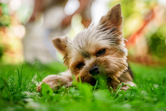 Funny dog Yorkshire Terrier playing on the grass