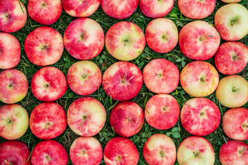 Apples are laid out in rows, the harvest is from the garden, natural background