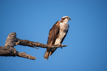 Osprey