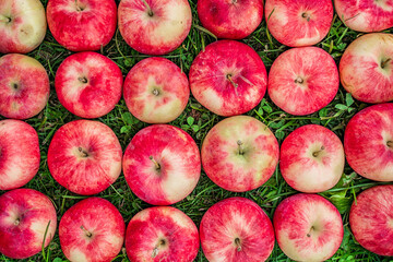 Apples are laid out in rows, the harvest is from the garden, natural background