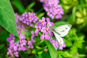 White butterfly collects pollen on a bright flower in summer.