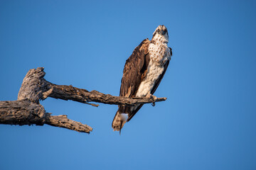 Osprey