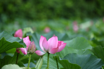 Fototapeta premium 蓮の花