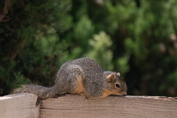 Squirrel