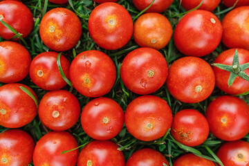Cherry tomatoes are laid out in a row on the grass. Bright background image of vegetables