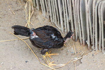 Adult female free-range chickens are looking for food on the outskirts of the village