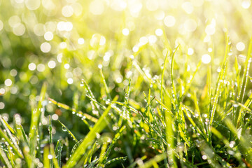 Fresh green grass in morning dew. Bright sun rays on the background