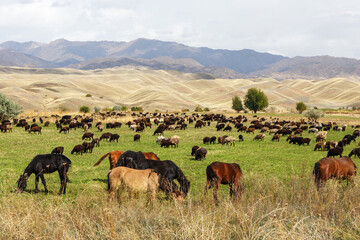 Pasture in Kyrgyzstan. A herd of sheep and horses graze in a meadow in the mountains.