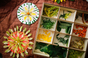 Natural materials for creativity, mandalas from natural materials of leaves and petals. background...