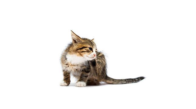 cat itching on a white background