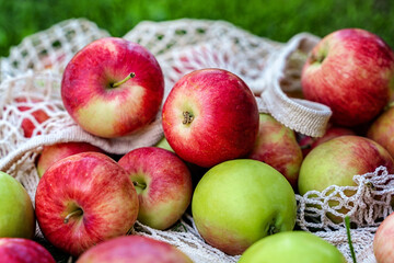 Apples scattered on the grass from a cotton mesh bag. Village concept and harvest