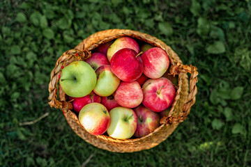 A wicker basket full of apples. Harvested crop outdoor.