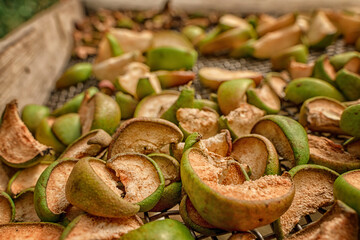 Apple and pear slices are dried on a grid. Production of dried fruits, harvesting.