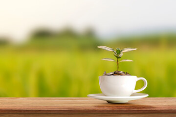 Tree growing on pile of coins in a coffee mug and green nature blurs finance and startup business concept