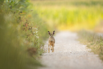 European brown hare (Lepus europaeus)