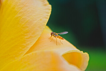 fly on a flower