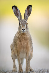 European brown hare (Lepus europaeus) - obrazy, fototapety, plakaty