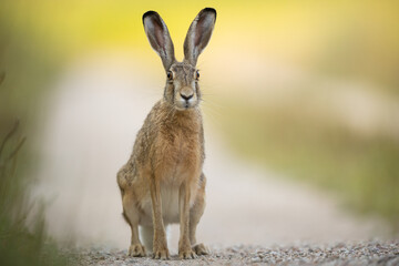 European brown hare (Lepus europaeus) © szczepank