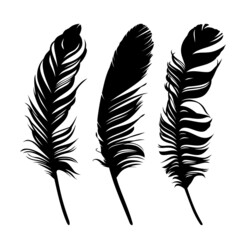 Set feathers of various birds.