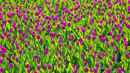 large field of blooming purple tulips. flowers and botany