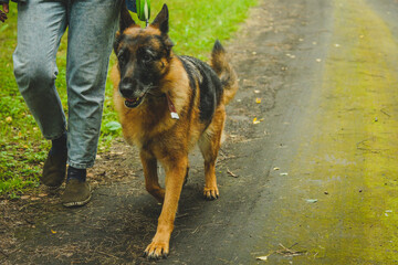  german shepherd walks in the forest in summer
