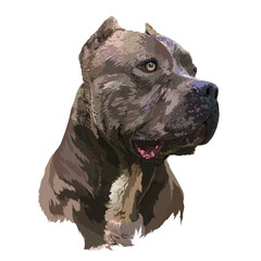 Pit bull portrait