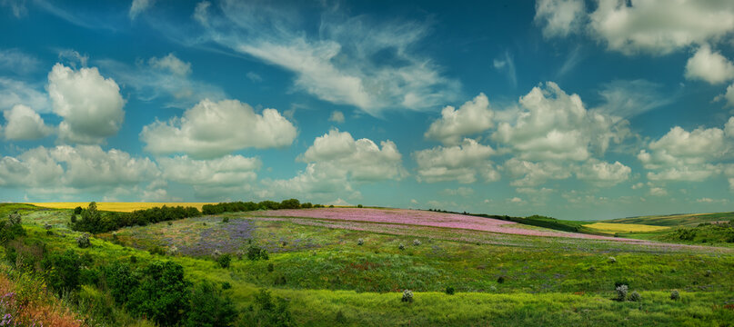 Panoramic photo of hilly flowering fields on a sunny summer day. Lilac sage fields and yellow wheat fields.