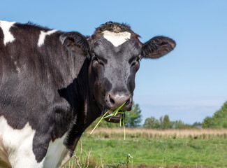 Cow head, black and white, medium shot, looking calm at camera, eating blades of grass