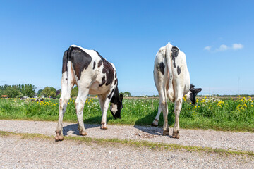 Two cows graze on a path in the meadow, heifer seen from behind