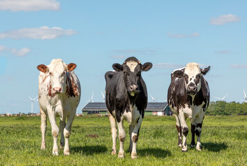 Three cows in a pasture, black white and red, standing together, in a row next to each other and looking, green grass and a blue sky