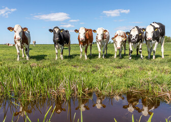 Group of cows reflection, mirror standing upright on the edge of a green field