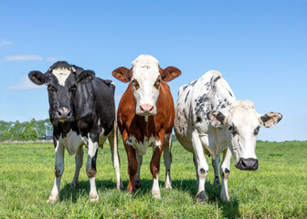 Three cows black red and white, together upright in a row side by side in a field