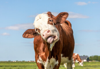 Funny cow chokes on her own tongue, portrait of a bovine laughing with mouth open, showing gums and...