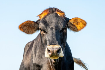  One brown swiss cow, head and face looking cute
