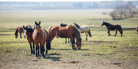 huge herd of horses in the field. Belarusian draft horse breed. symbol of freedom and independence