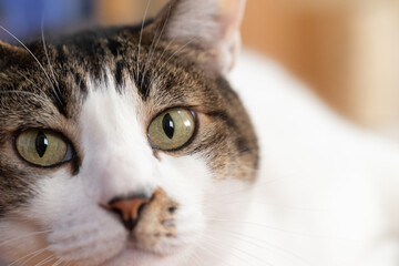 見つめる猫　キジトラ猫