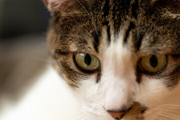 Fototapeta premium 見つめる猫 キジトラ猫