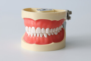 Artificial jaw of beautiful white teeth closeup
