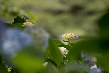 あじさいの花　千葉県成田市　日本