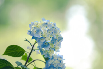 あじさいの花　千葉県成田市　日本