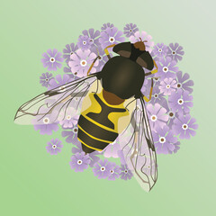 A vector illustration of a common drone fly or an eristalis tenax on a purple flower. The background is a soft green gradient.