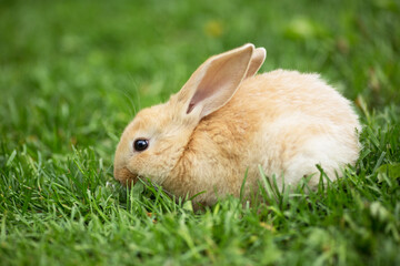 rabbit in grass