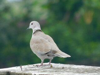 pigeon on a rock