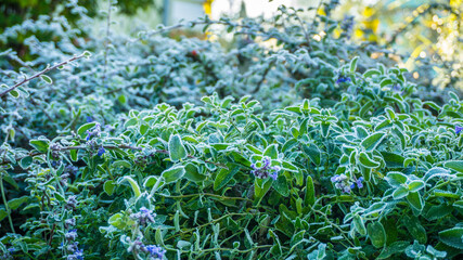 Photo, image garden greens in hoarfrost. Early autumn sunny morning. Frost on green leaves and flowers.