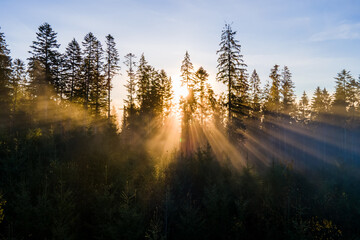 Aerial view of dark green pine trees in spruce forest with sunrise rays shining through branches in foggy autumn mountains.