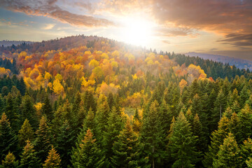 Naklejka na ściany i meble View from above of dense pine forest with canopies of green spruce trees and colorful yellow lush canopies in autumn mountains at sunset.