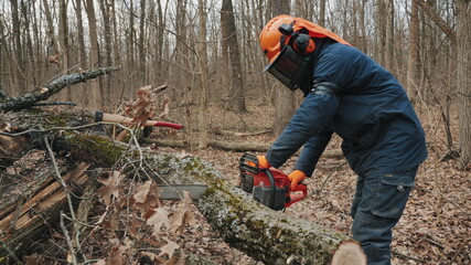 Worker cuts a felled tree trunk with a chainsaw. A felled tree trunk is sawn by a lumberjack,...