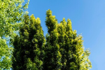 Vertical branches Yew Taxus baccata Fastigiata Aurea (English yew, European yew) new bright green with yellow stripes of foliage in summer garden against blue sky. Close-up. Nature concept for design