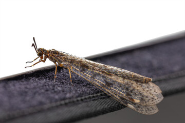 Antlion, specie of insect in the family Myrmeleontidae order Neuroptera, or net-winged insects, namely the adult insect,  imago of a Euroleon nostras. Captured in Kyiv, Ukraine in 2021 summer.
