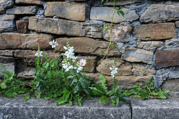 Wild flowers growing by the stone wall.